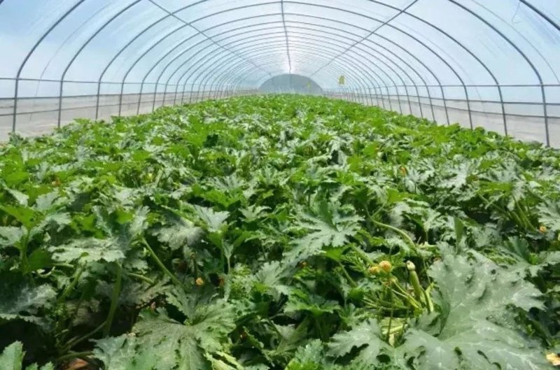 宜兴农产品批发行业的最新动态