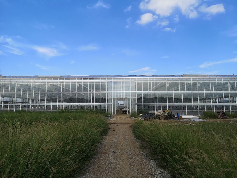 宜兴有机蔬菜