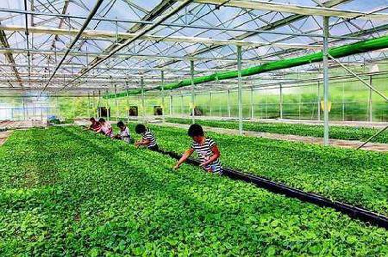 宜兴水果种植选购指南